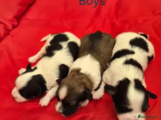 Havanese dogs Gorgeous KC Havanese Puppies - Advert 16