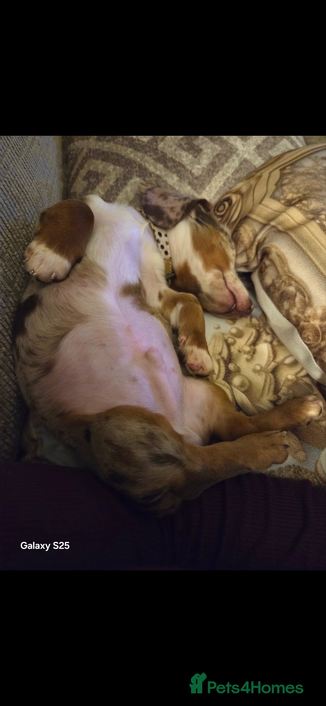 Dachshund dogs for sale: 17 week old little male dachshund  - Advert 4