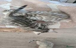 Bengal cats for sale: Full pedigree bengal kittens - Image 17