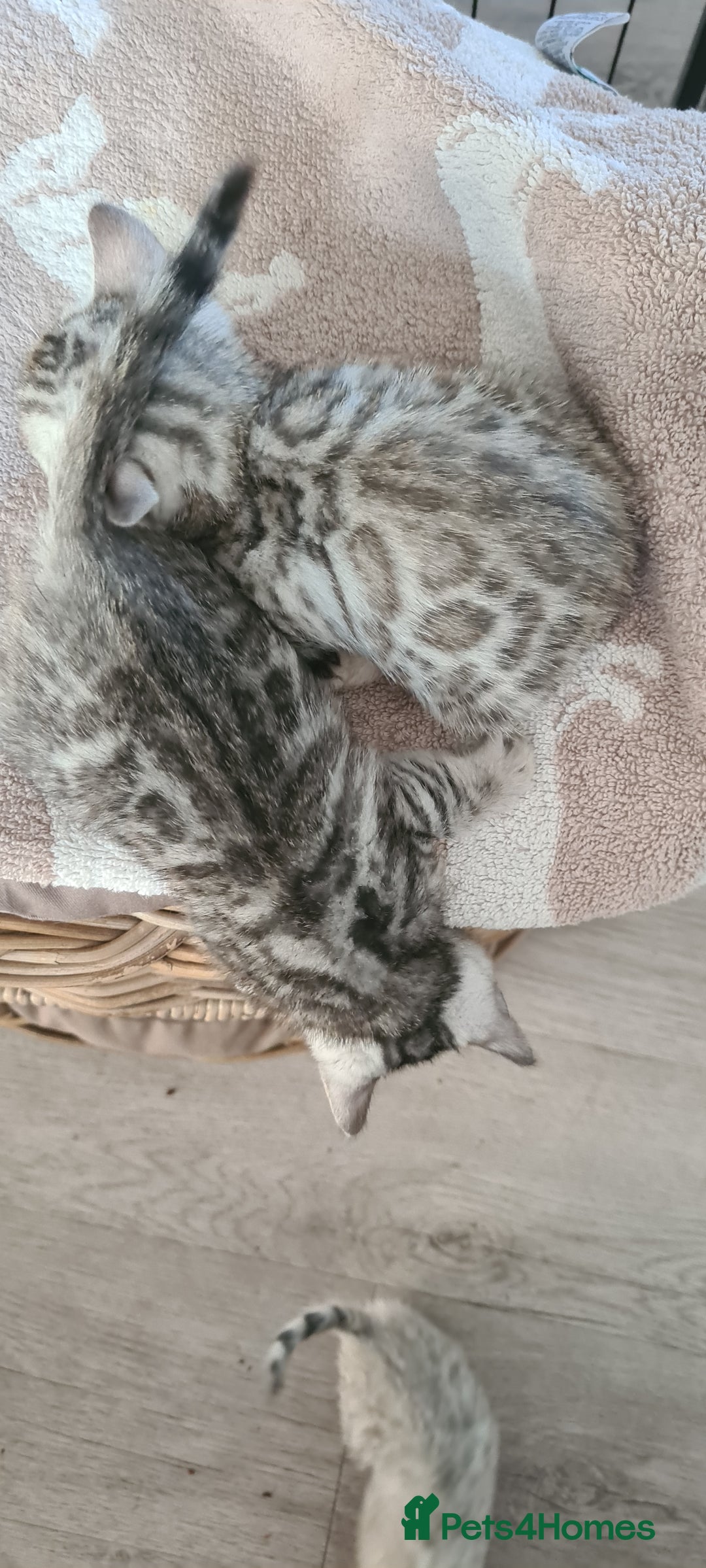 Bengal cats for sale: Full pedigree bengal kittens - Image 17