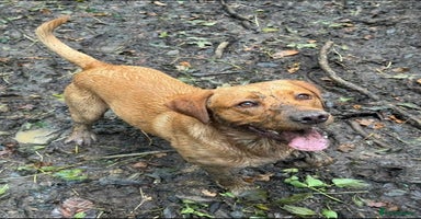 Labrador Retriever dogs Adorable Yellow and Fox Red Labrador Retrievers - Advert 1