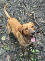 Labrador Retriever dogs Adorable Yellow and Fox Red Labrador Retrievers - Advert 1