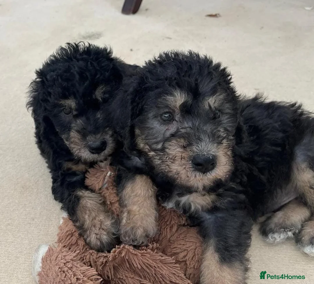 Bedlington Terrier dogs for sale:  Bedlington terrier  - Advert 2