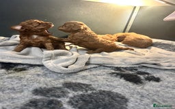 Toy Poodle dogs for sale: Tiny Toy Poodles - Advert 7