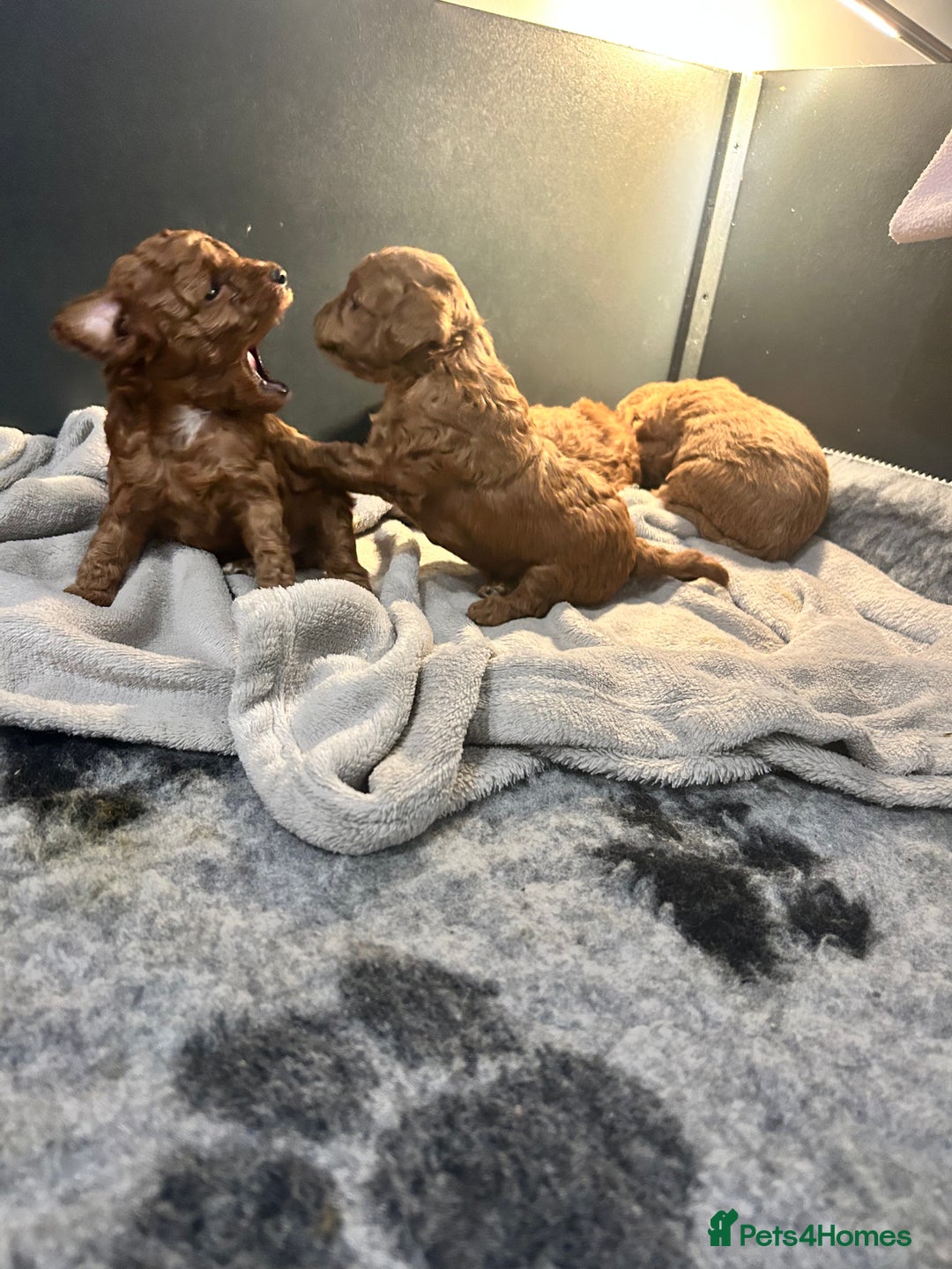 Toy Poodle dogs for sale: Tiny Toy Poodles - Advert 7
