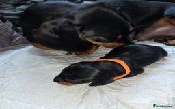 Miniature Dachshund dogs for sale: Miniature dacshund pups for sale - Image 11