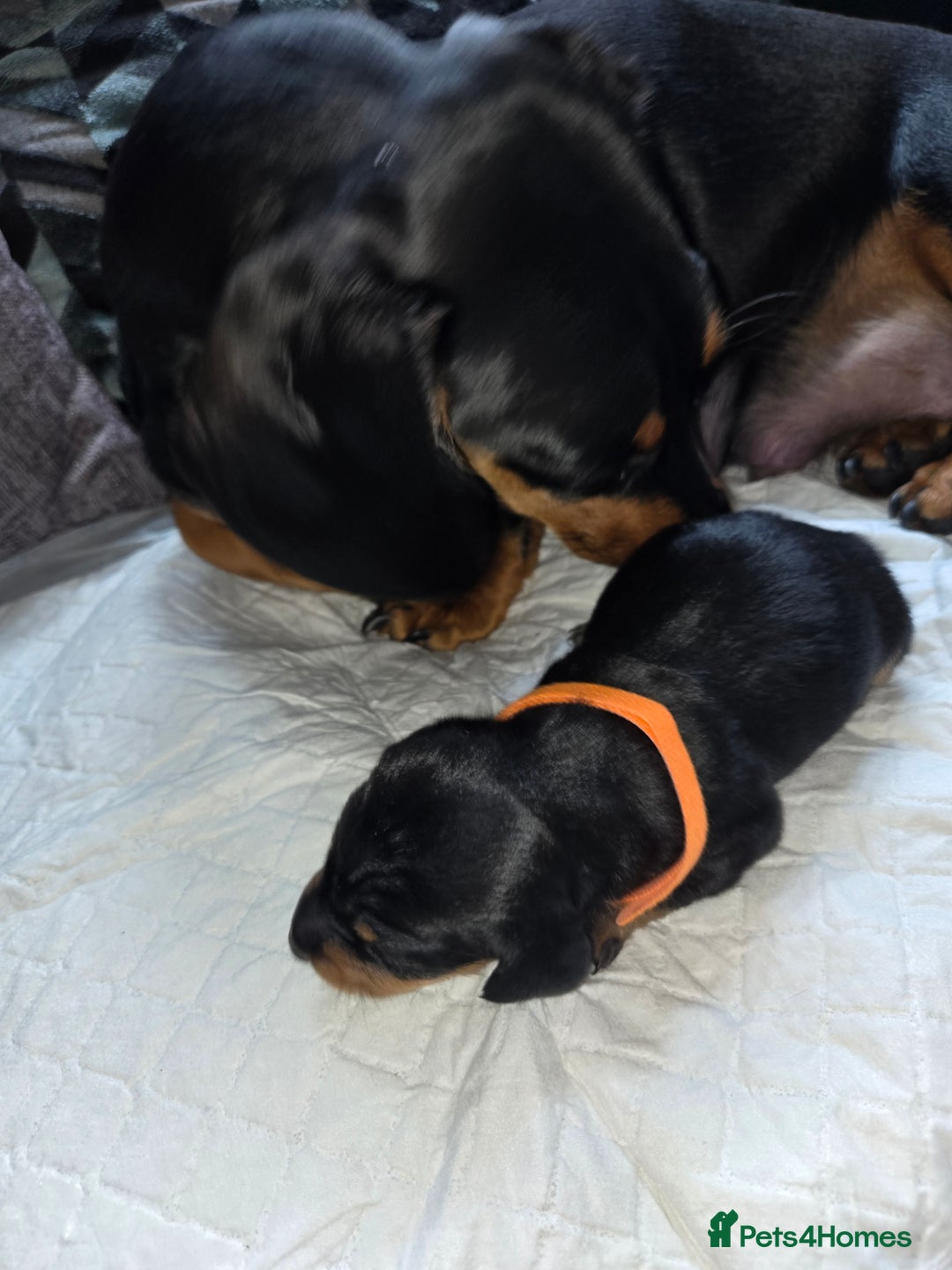 Miniature Dachshund dogs for sale: Miniature dacshund pups for sale - Image 11
