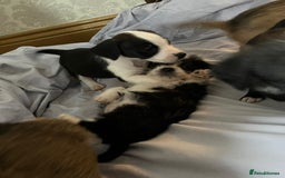 Jack Russell dogs for sale: 7 pure jack russel puppies  - Image 2