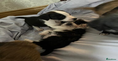 Jack Russell dogs - Advert 1