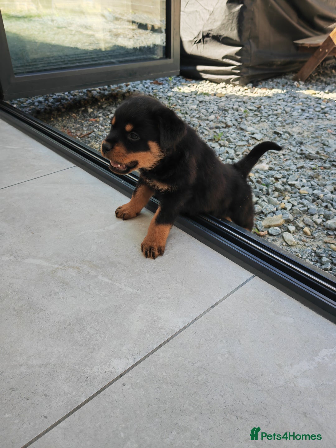 Rottweiler dogs for sale: Gorgeous male Rottweiler puppy Reggie  - Image 18