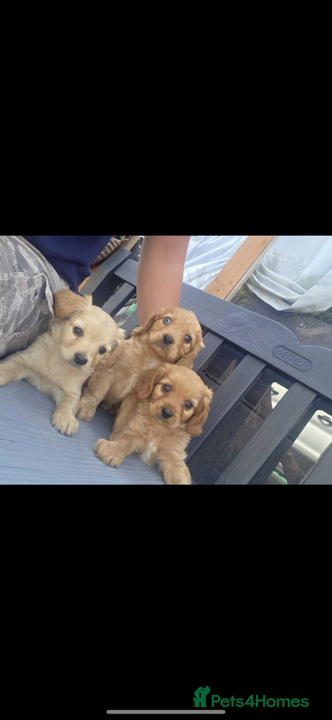 King Charles Spaniel dogs for sale: King Charles spaniel puppy’s  - Image 6