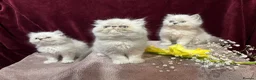 Persian cats for sale: 3 CHEEKY COLOURPOINT PERSIAN BOYS (READY FRI 17TH) - Advert 1