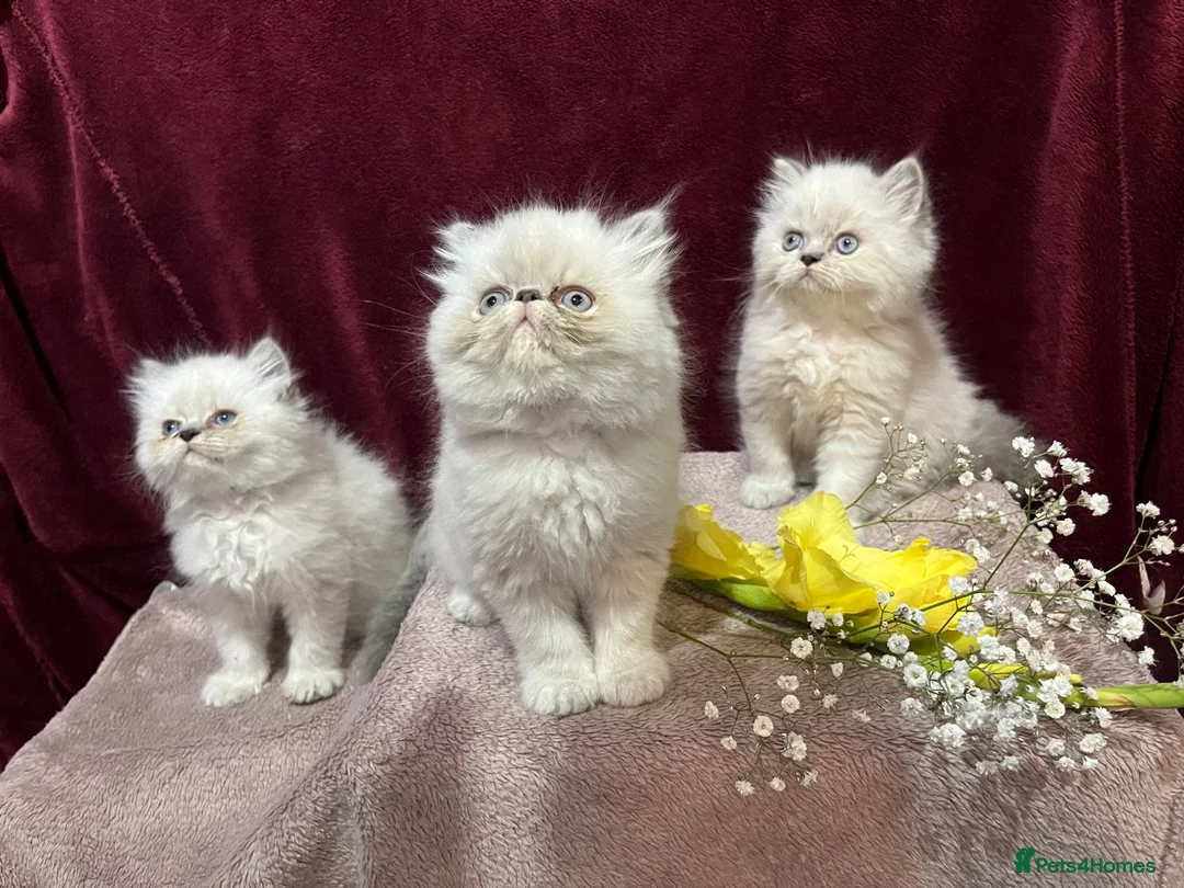 Persian cats for sale: 3 CHEEKY COLOURPOINT PERSIAN BOYS (READY FRI 17TH) - Advert 1