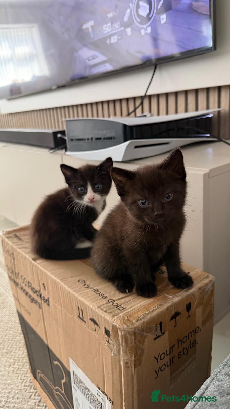 Domestic Shorthair cats Beautiful Kittens Ready for Loving Homes-Bham - Advert 18