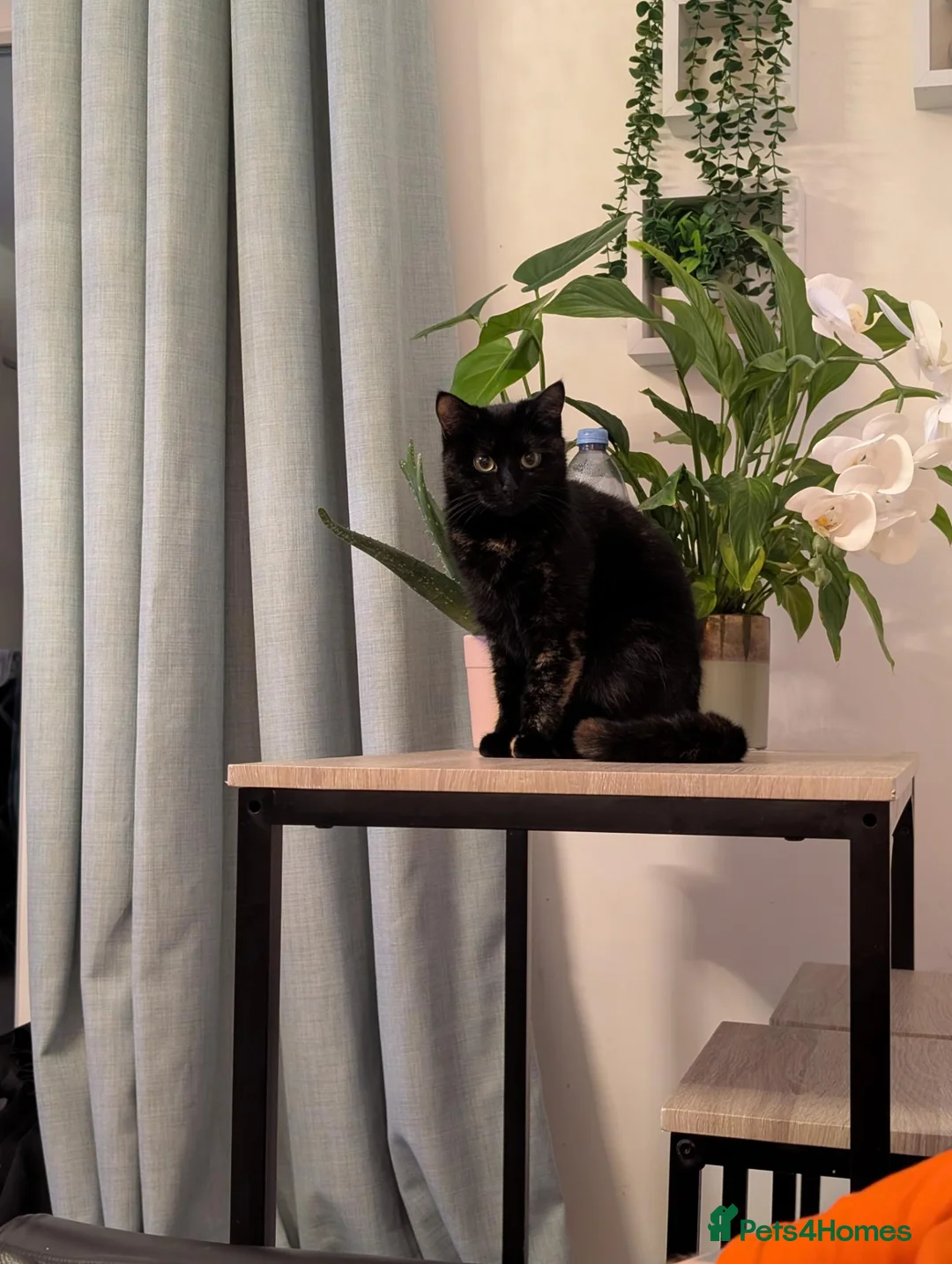 Mixed Breed cats for sale: Ginger kittens and black kittens  in Addlestone - Advert 1