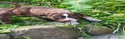 American Bully dogs for sale: American pocket bully  - Advert 13