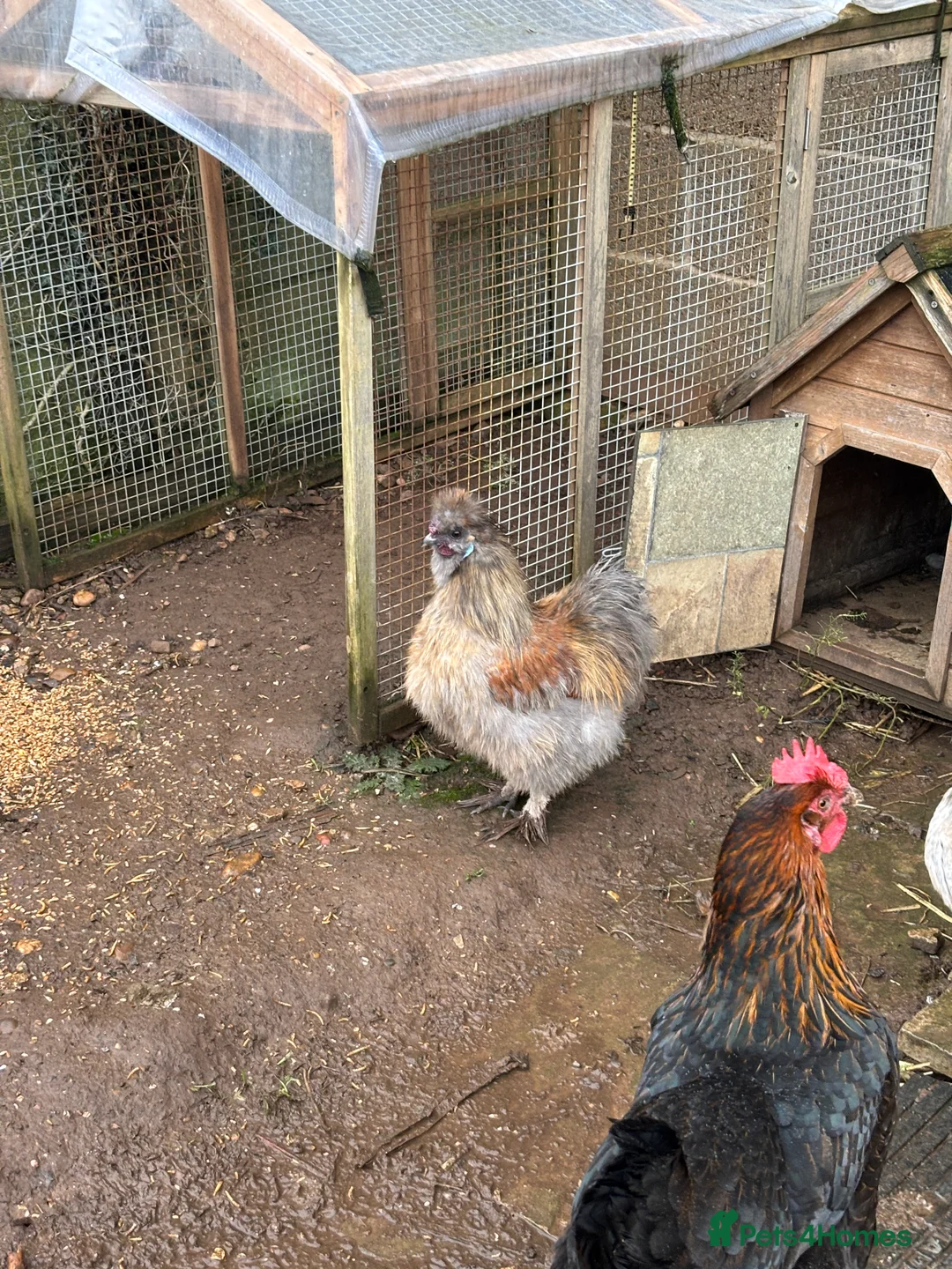 Chickens poultry for sale: Silkie Cockeral - Advert 7