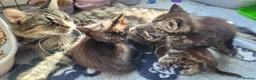 Mixed Breed cats for sale: 5 kittens available 17th October  - Advert 1