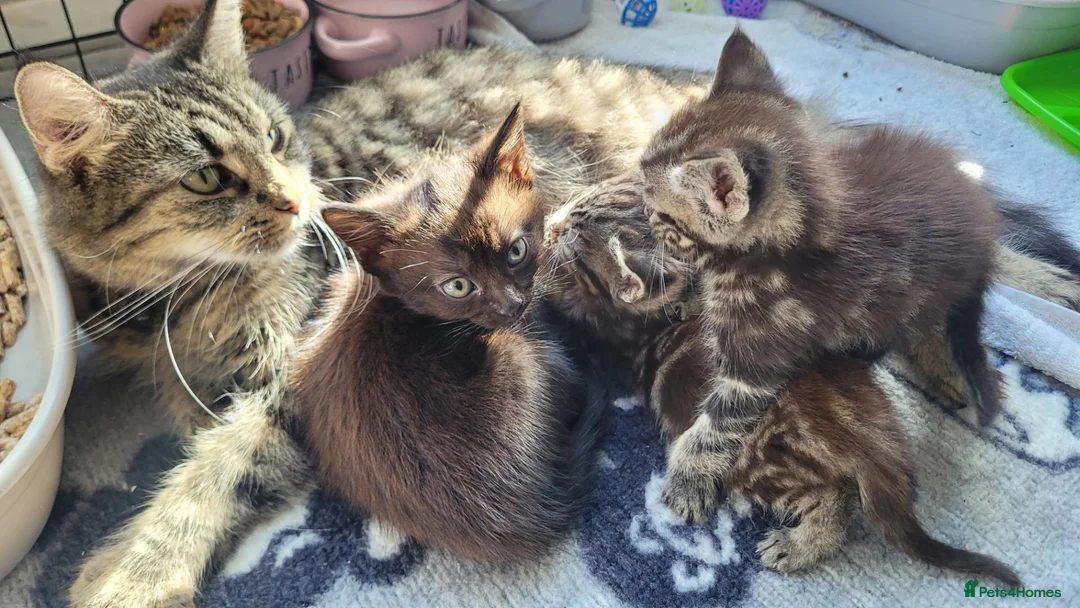 Mixed Breed cats for sale: 5 kittens available 17th October  - Advert 1