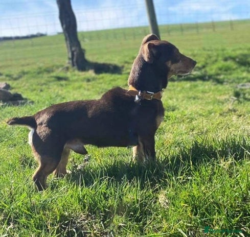 Jack Russell dogs in Glossop - Advert 1