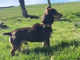 Jack Russell dogs Quality chocolate and tan miniature jack russell in Glossop - Advert 6