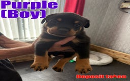 Rottweiler dogs for sale: ROTTWEILER PUPPIES - Image 4