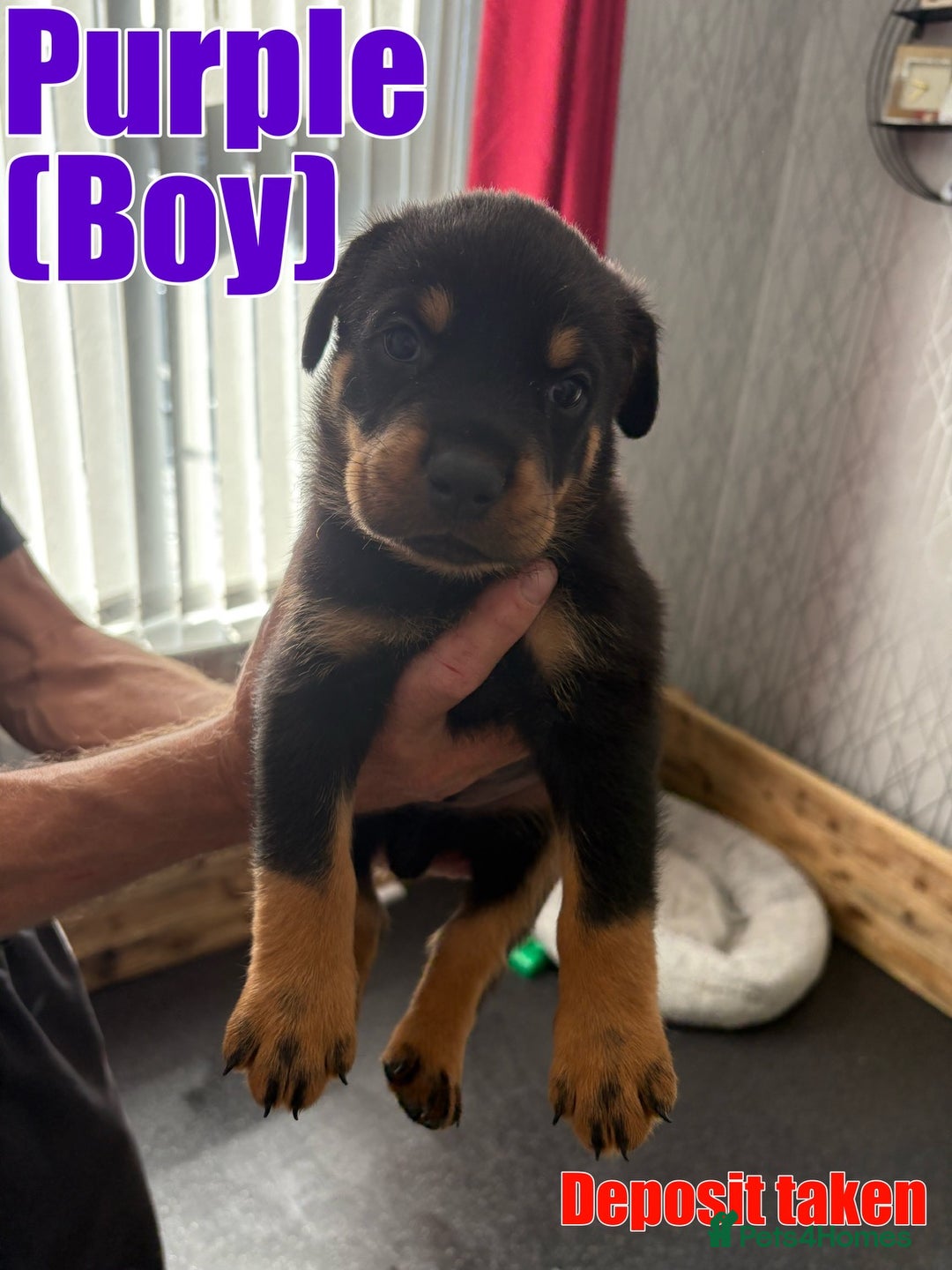 Rottweiler dogs for sale: ROTTWEILER PUPPIES - Image 4