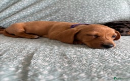 Miniature Dachshund dogs for sale: 5 beautiful miniature dachshunds for sale - Image 10