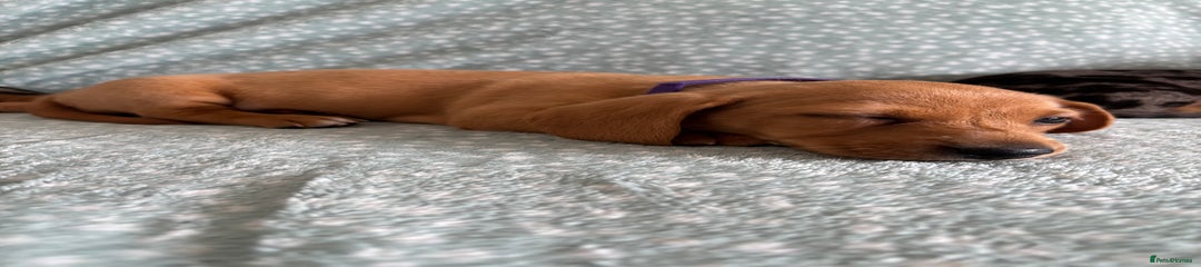 Miniature Dachshund Puppy 4