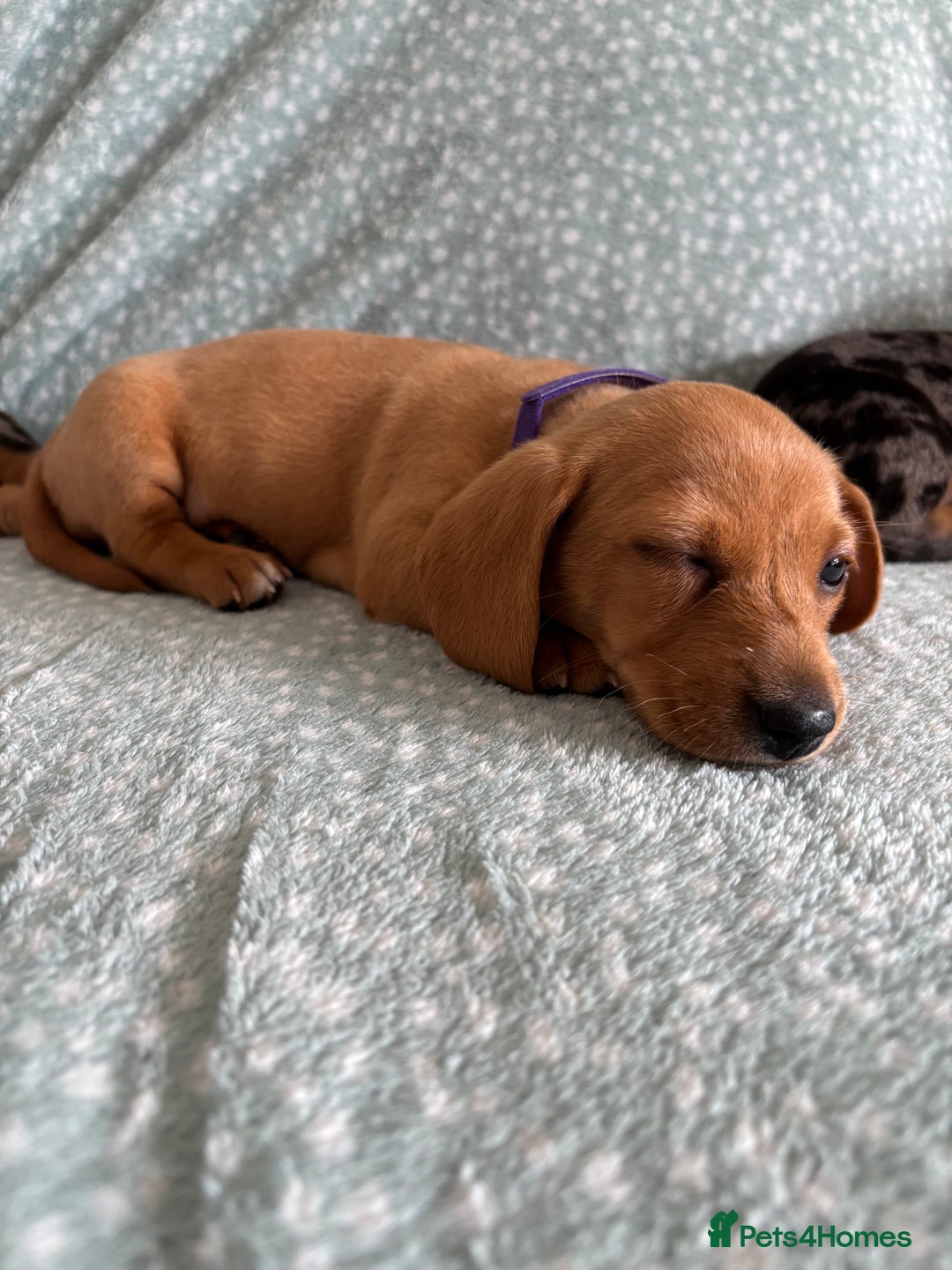 Miniature Dachshund dogs for sale: 5 beautiful miniature dachshunds for sale - Image 10