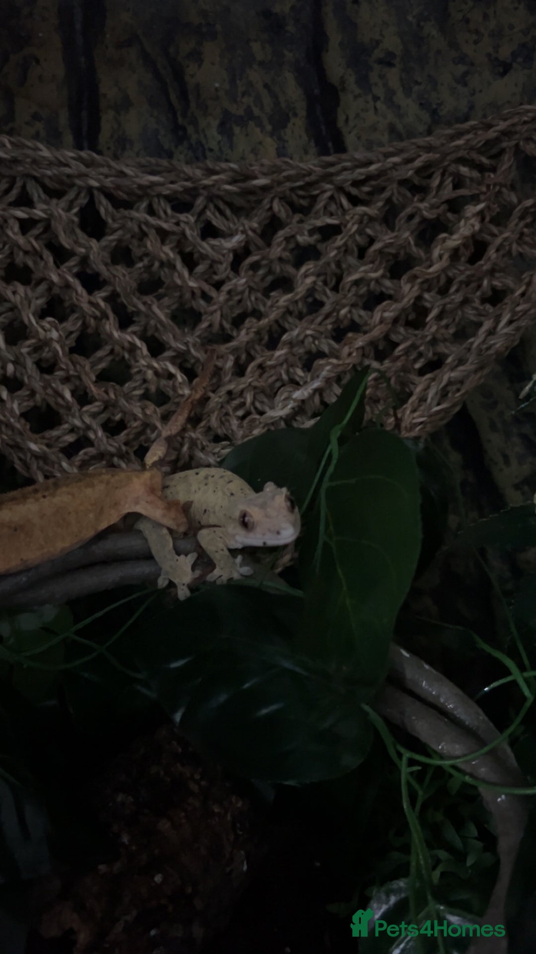 Gecko reptiles for sale: Two female crested geckos  - Advert 3
