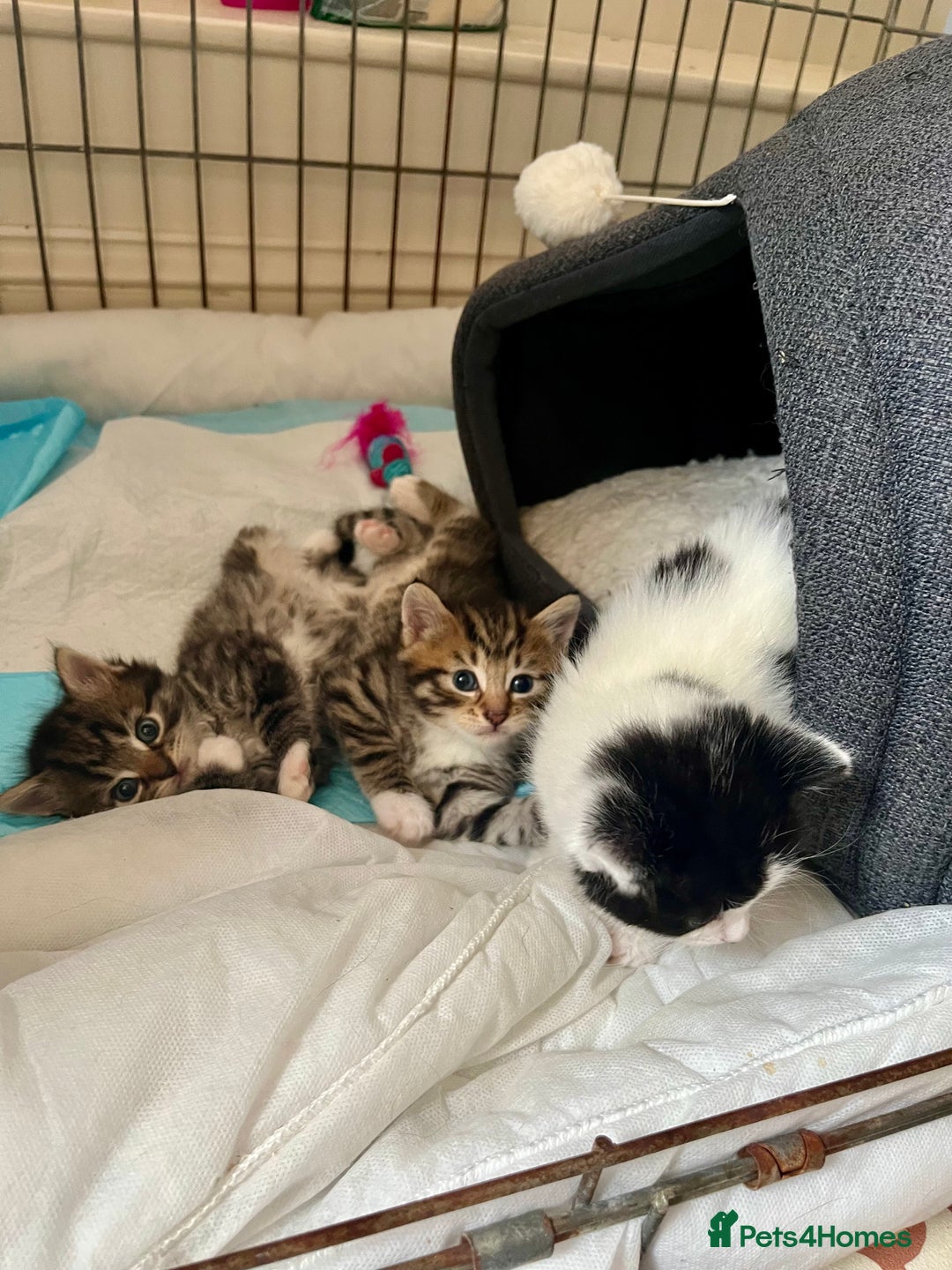 Mixed Breed cats for sale: 4 Mix Breed Kittens for sale - Image 13