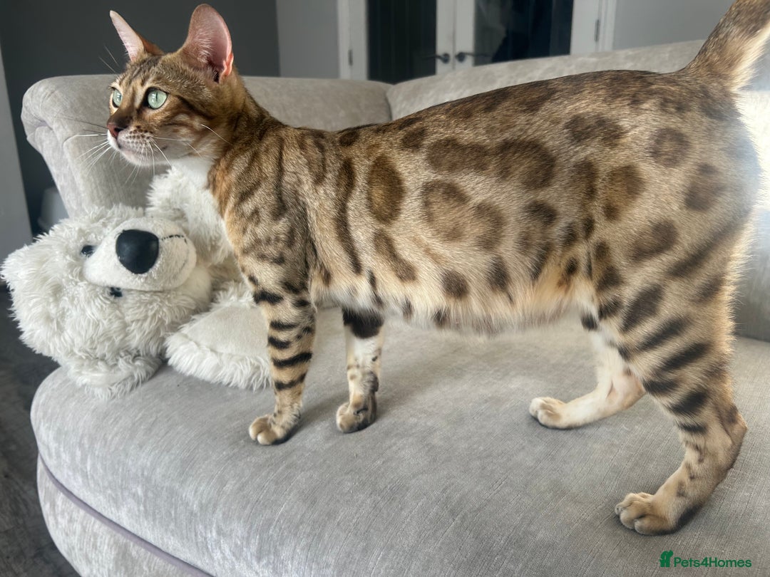 Bengal cats for sale: Stunning Charcoal Female Bengal Kitten - TICA - Advert 28