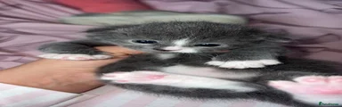 British Shorthair 1
