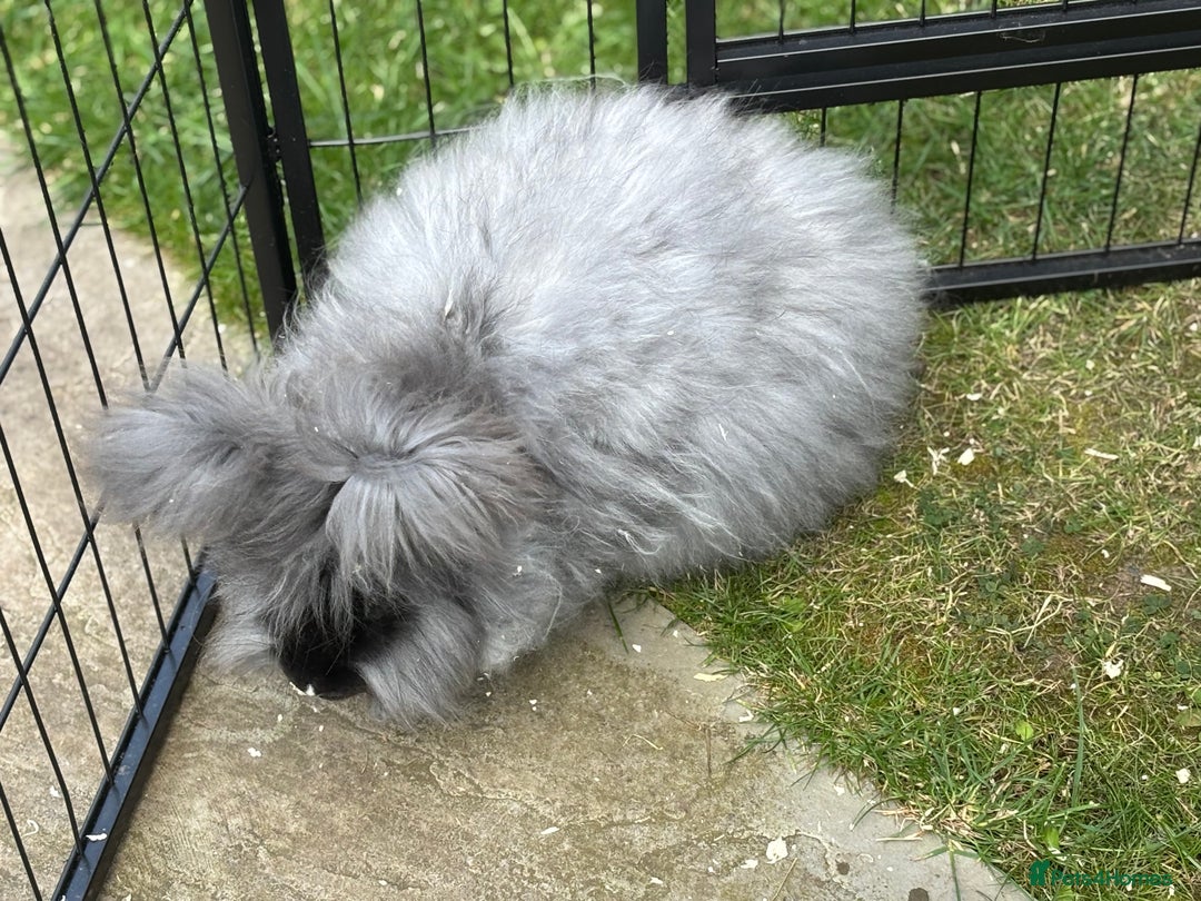 Angora rabbits for sale: female angora ready now  - Image 9