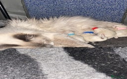 Ragdoll cats for stud: Active Gccf Blue bi Ragdoll in Grantham - Image 14