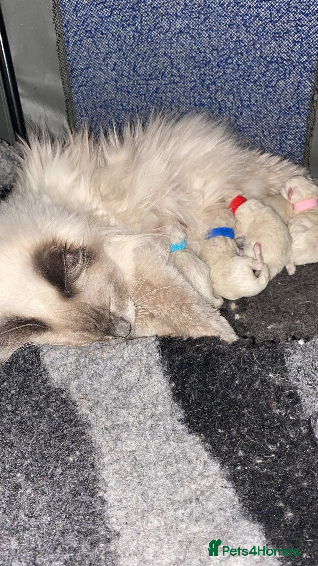 Ragdoll cats for stud: Active Gccf Blue bi Ragdoll in Grantham - Image 14