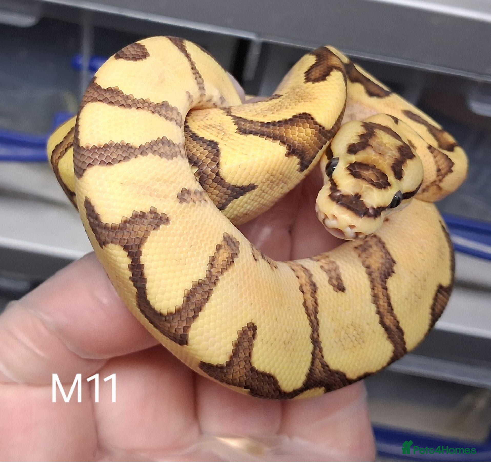 Python Snake reptiles Royal Python Morphs Males - Advert 1