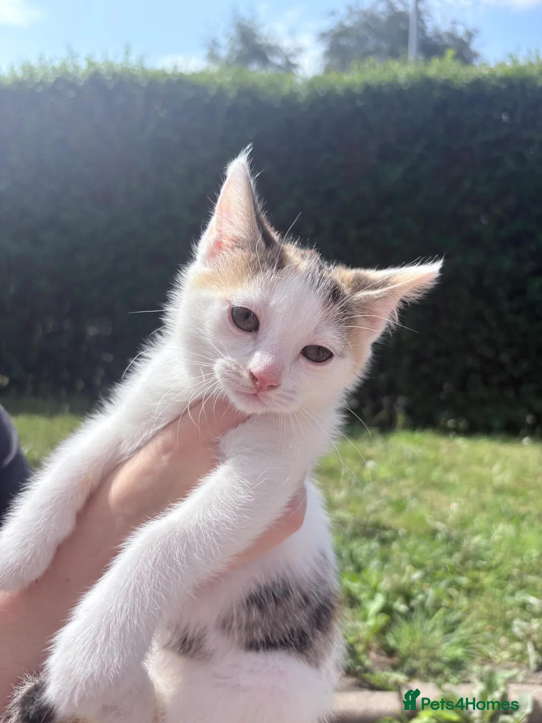 Mixed Breed cats for sale: Beautiful Kittens looking for Forever Homes 🐾 - Advert 2