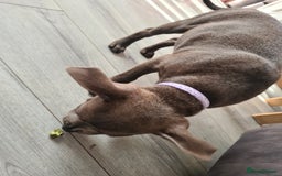 Staffordshire Bull Terrier dogs for sale: Lovely puppy  in Coventry - Image 13