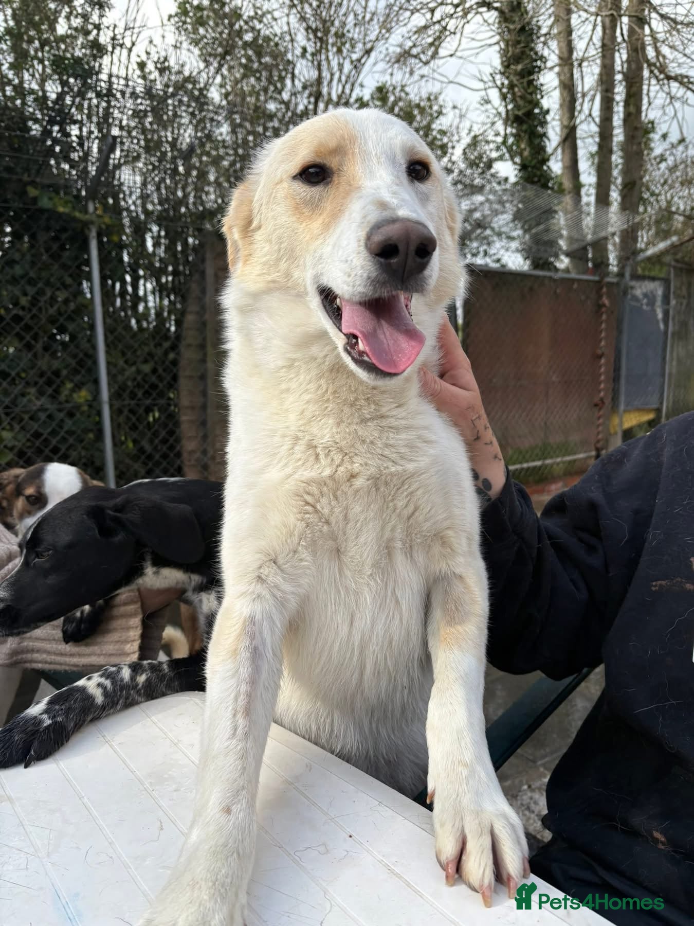 Mixed Breed dogs Dallas -Norwich Norfolk  - Advert 1