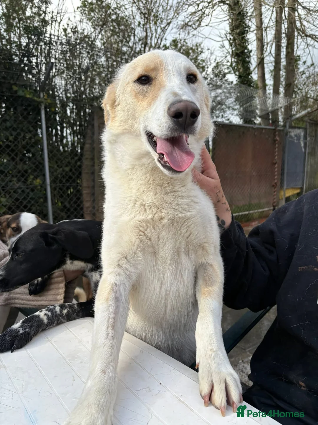 Mixed Breed dogs for adoption: Dallas -Norwich Norfolk  - Advert 1