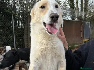 Mixed Breed dogs Dallas -Norwich Norfolk - Advert 1