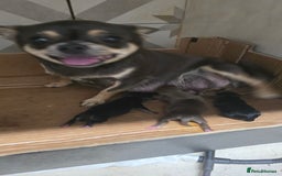 Chihuahua dogs for sale: Chihuahua 2 boys. Chocolate and black  - Image 9
