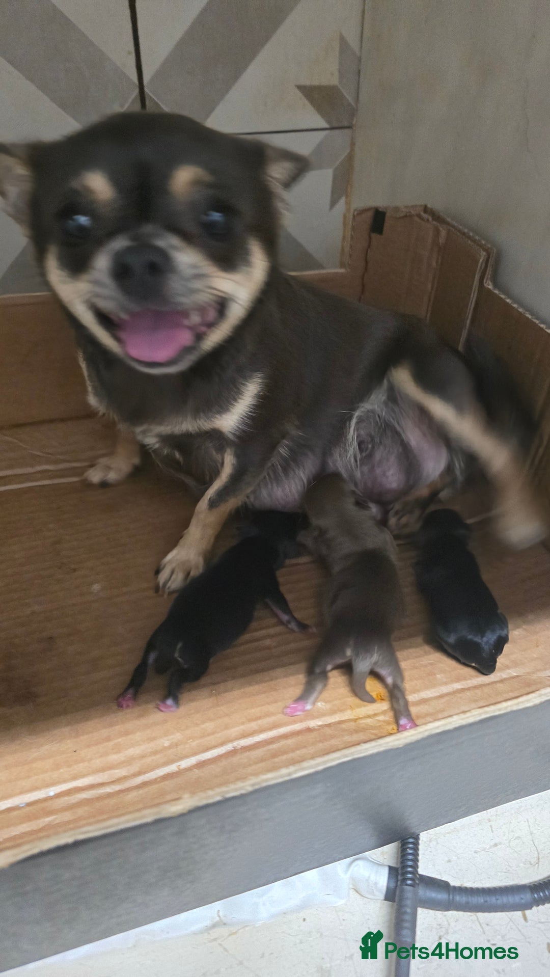 Chihuahua dogs for sale: Chihuahua 2 boys. Chocolate and black  - Image 9