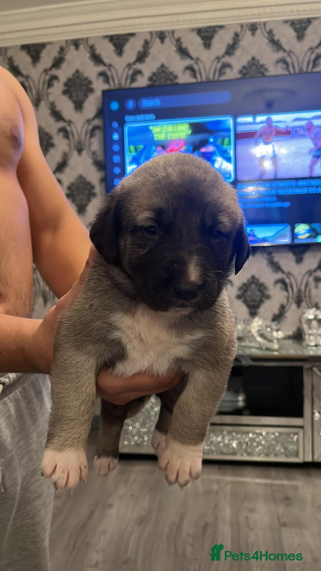 Turkish Kangal dogs for sale: Turkish kangal - Advert 11