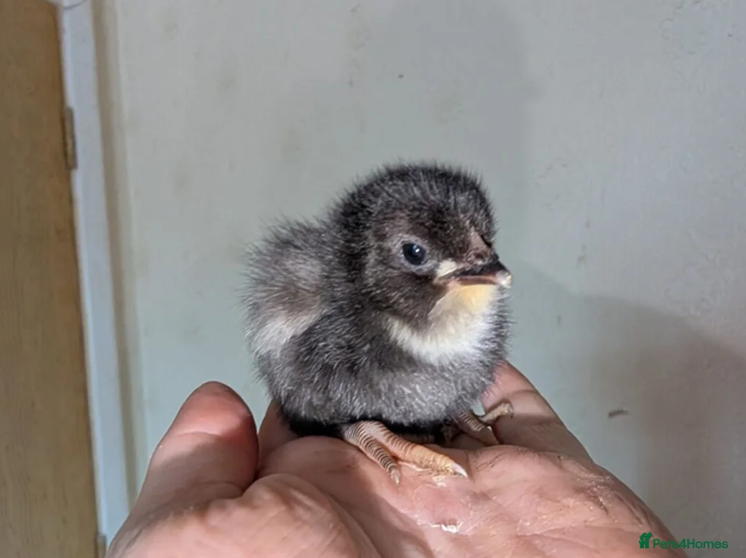 Chickens poultry for sale: 4 Brahma x unsexed chicks - Advert 2