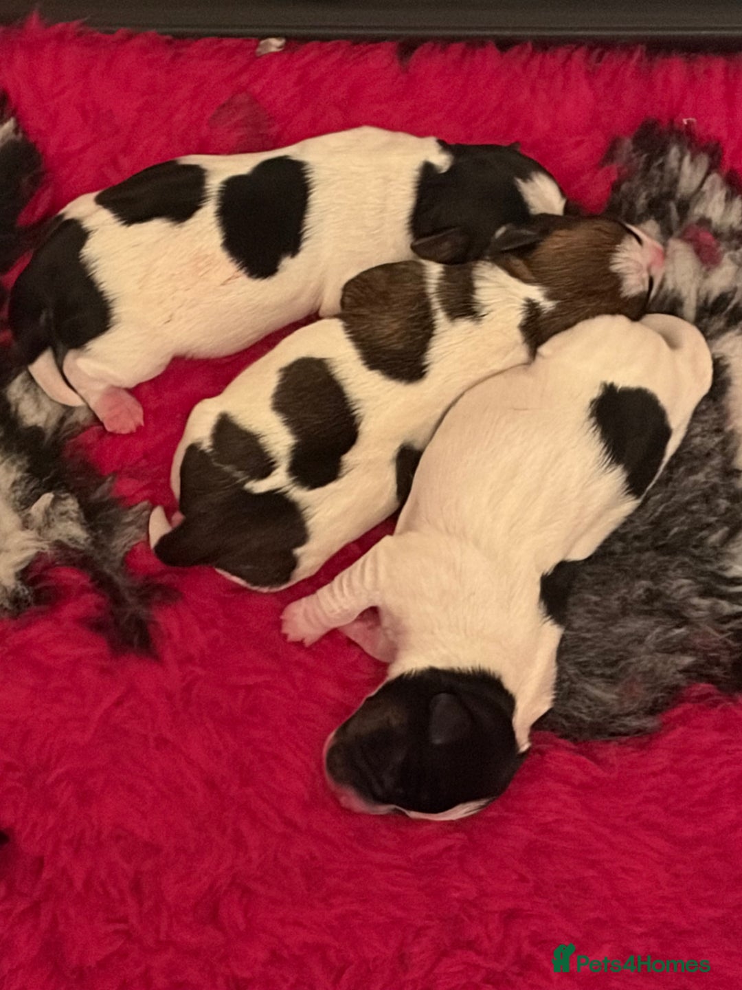 Jack Russell dogs for sale: Jack Russell puppies - Advert 1
