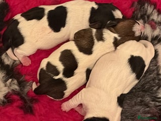 Jack Russell dogs for sale: Jack Russell puppies - Advert 1