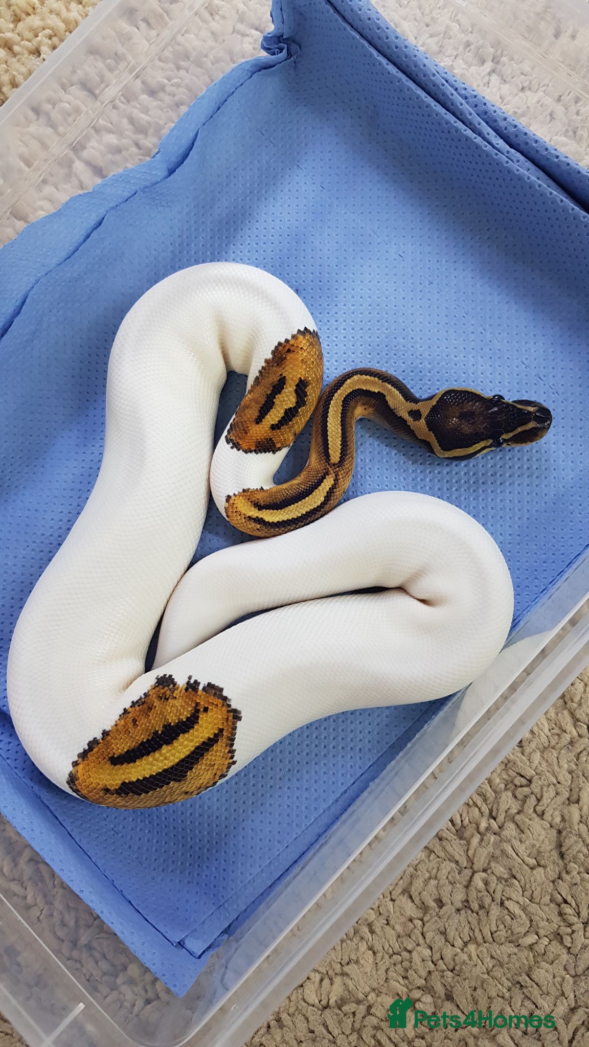 Python Snake reptiles CB Pied Royal Python (poss het OG) - Advert 2